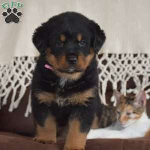 Ava, Rottweiler Mix Puppy
